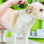 Beyond Flea Control: How to Create a Pest-Free Environment for Your Pets in Colorado Springs